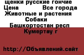 щенки русские гончие › Цена ­ 4 000 - Все города Животные и растения » Собаки   . Башкортостан респ.,Кумертау г.